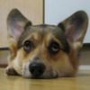 teamcorgi